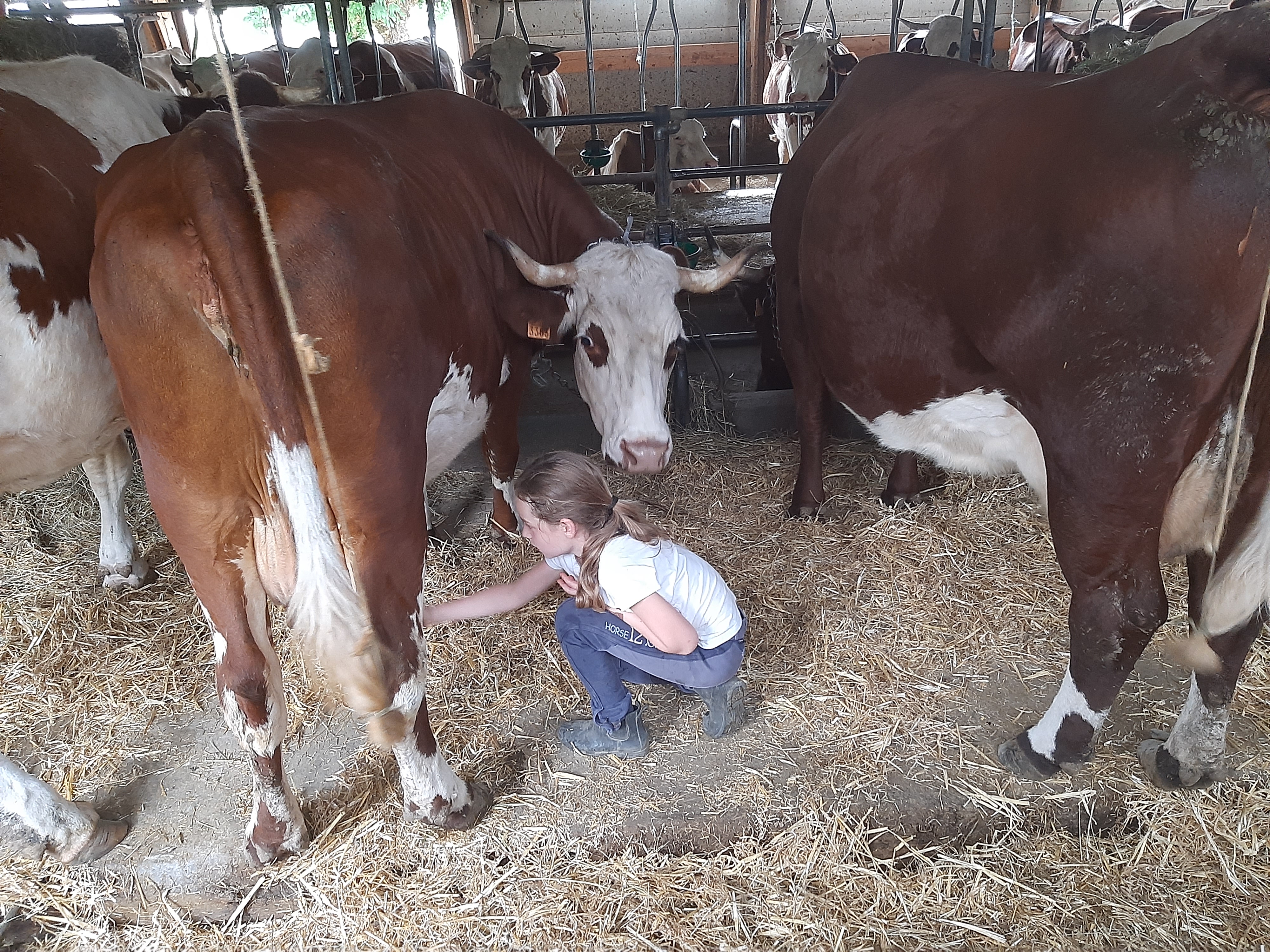 Troupeau GAEC Normand